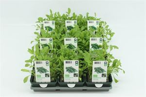 Afbeelding van Rucola